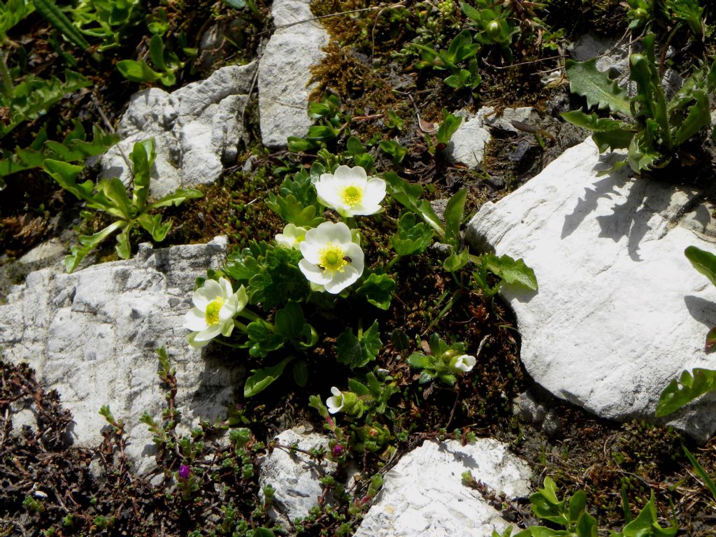 Ranunculus bilobus?  No, Ranunculs alpestris